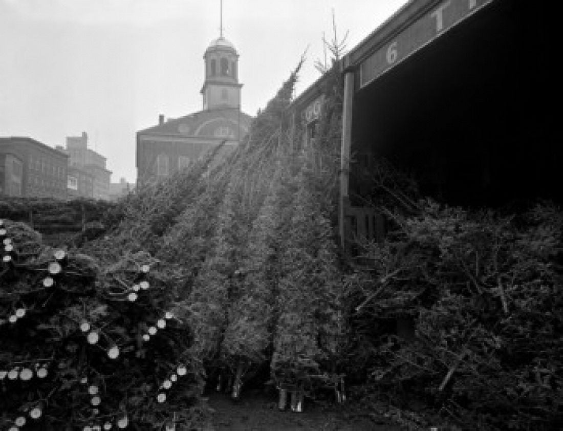 USA Massachusetts Boston Christmas trees ready for sale Canvas Art - (18 x 24)