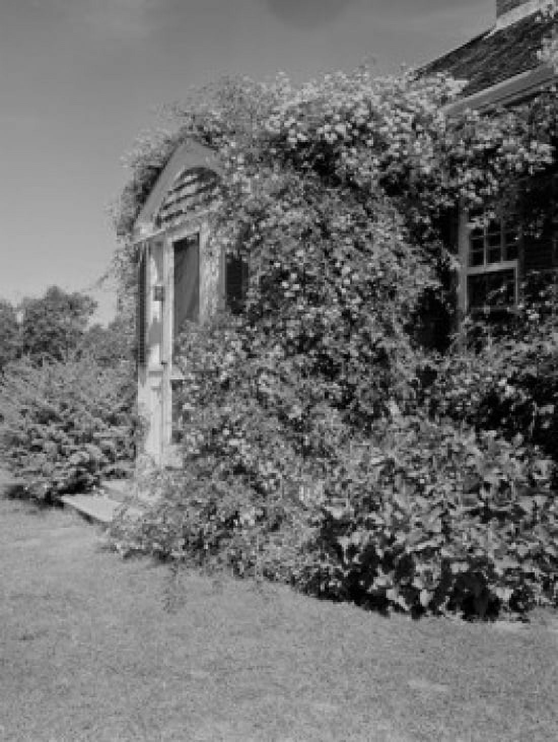 USA Massachusetts Cape Cod Chatham roses over doorway Canvas Art - (18 x 24)