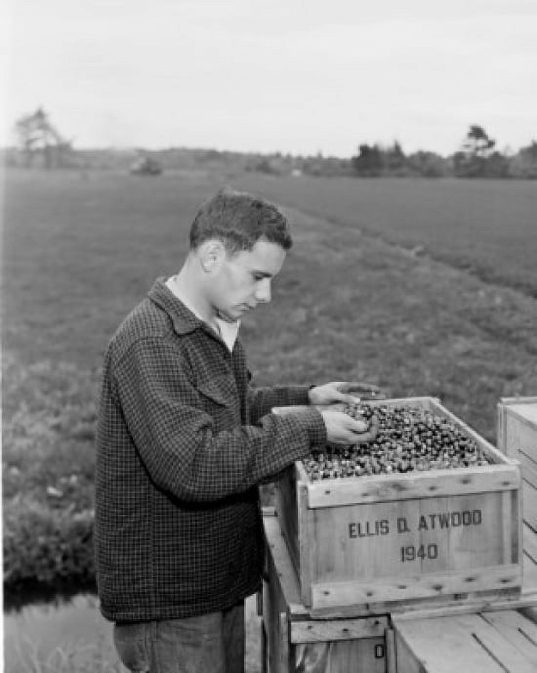 USA, Massachusetts, Carver, cranberry picker looking at cranberries in
