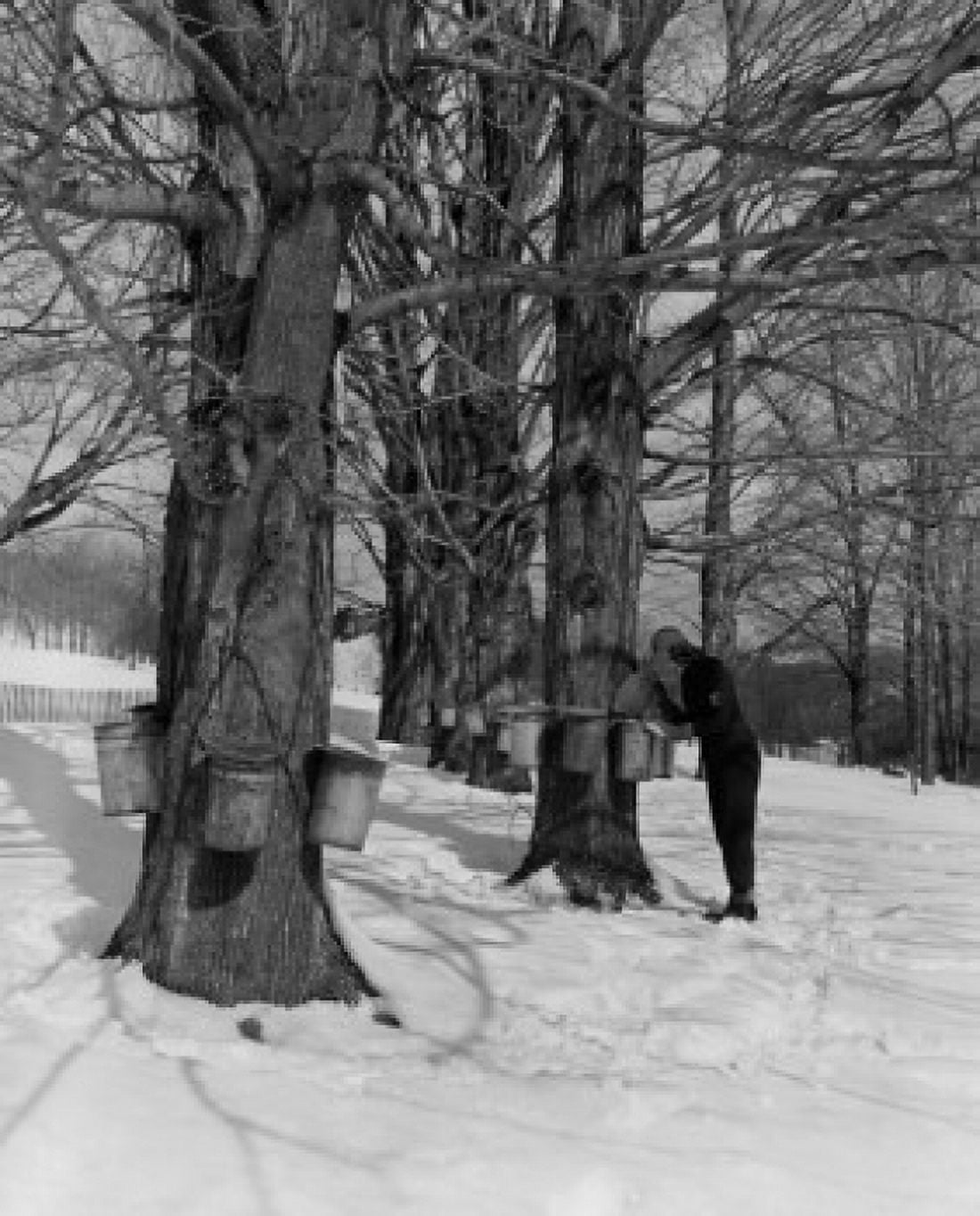 USA Massachusetts Tyringam Sugar Maples man collecting maple syrup Canvas Art - (18 x 24)