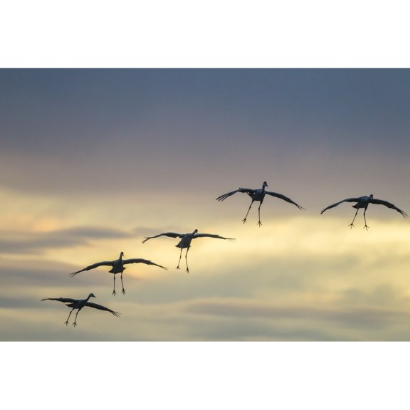 USA Mexico Bosque Del Apache National Wildlife Refuge. Sandhill cranes landing at sunset. Poster Print by Jaynes