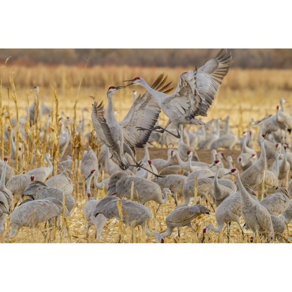 USA Mexico Bosque del Apache National Wildlife Refuge. Sandhill cranes fighting. Poster Print by Jaynes Gallery