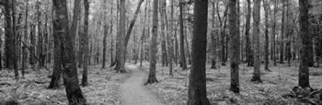 USA Michigan Black River National Forest Walkway running through a forest Canvas Art - Panoramic Images (36 x 12)
