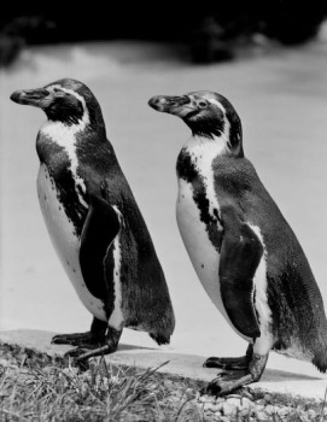 USA Michigan Detroit Belle Isle penguins in Childrens Zoo Canvas Art - (18 x 24)