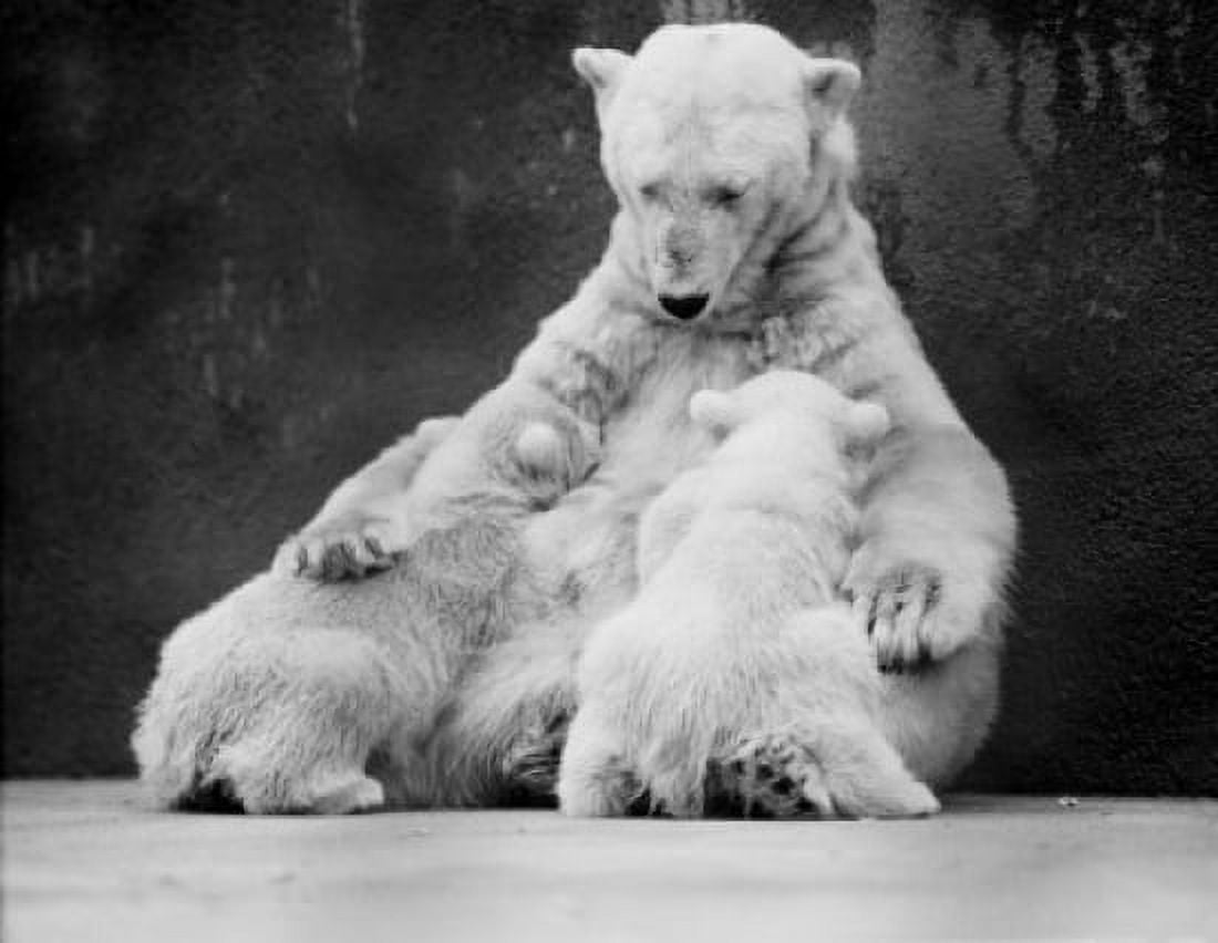 USA Michigan Detroit zoo female polar bear (Ursus maritimus) feeding her two cubs Canvas Art - (18 x 24)