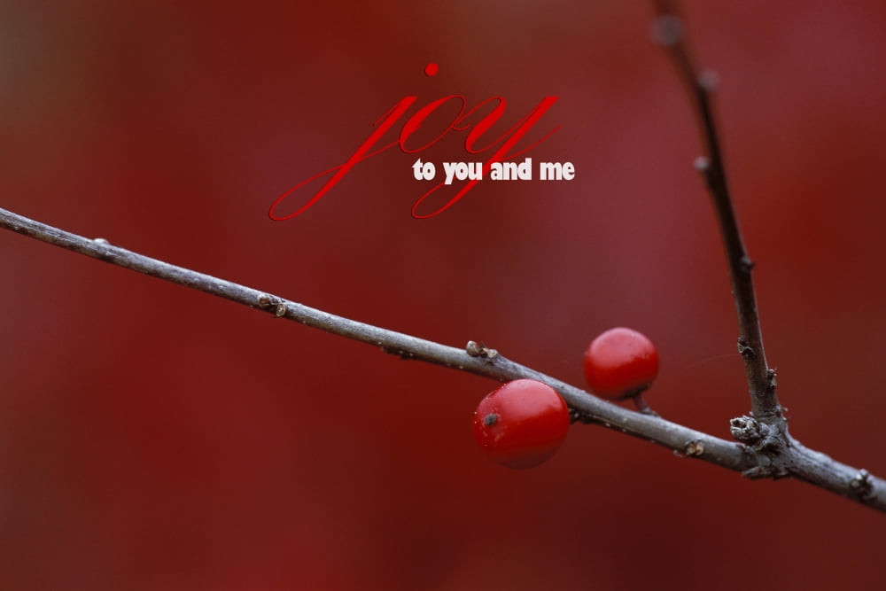 USA Michigan Two winterberry holly berries on leafless stem in autumn Credit as Mark Carlson Jaynes Gallery DanitaDelimontcom Canvas Art - Jaynes Gallery Danita Delimont (17 x 11)
