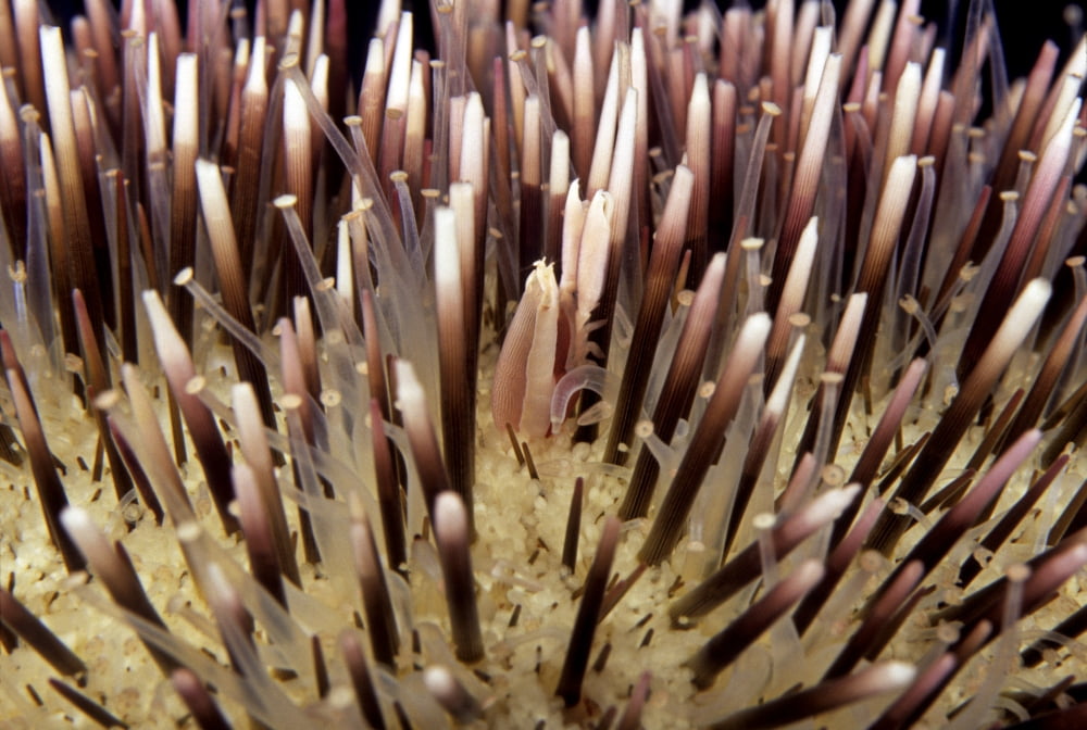 USA Miners Urchin Shrimp (Gnathophylloides Mineri) on Collector Urchin (Pseudoboletia Indiana) Hawaii Canvas Art - Dave Fleetham Design Pics (17 x 11)