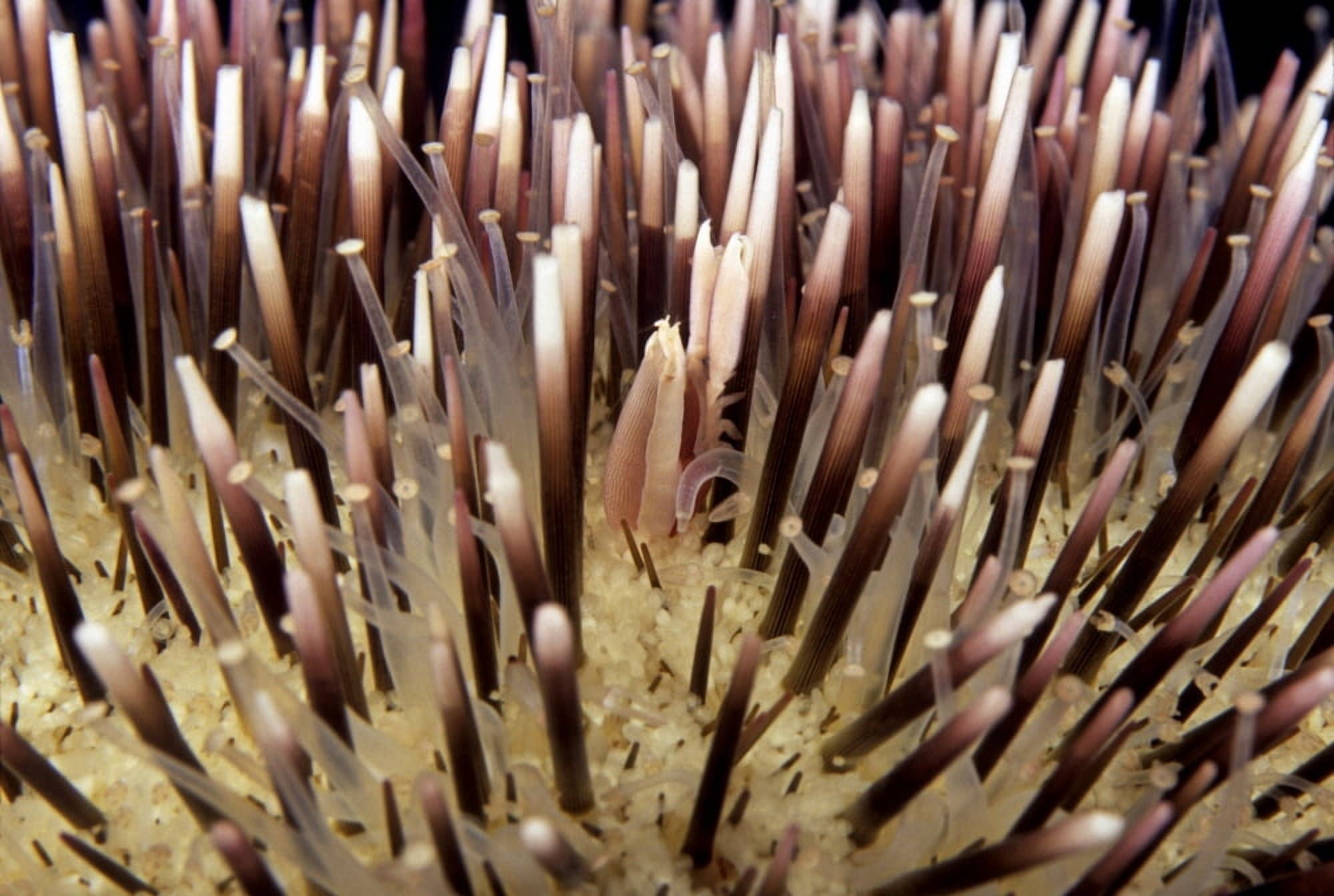 USA Miners Urchin Shrimp (Gnathophylloides Mineri) on Collector Urchin (Pseudoboletia Indiana) Hawaii Canvas Art - Dave Fleetham Design Pics (34 x 22)