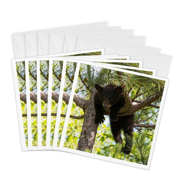 3dRose, USA, Minnesota, Sandstone, Black Bear Cub Stuck in a Tree, 6 Greeting Cards with envelopes