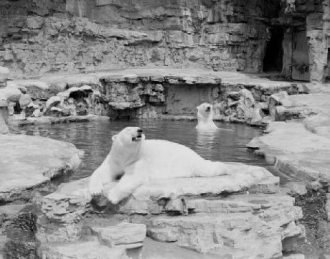 USA Missouri St Louis Zoo polar bears Canvas Art - (18 x 24)