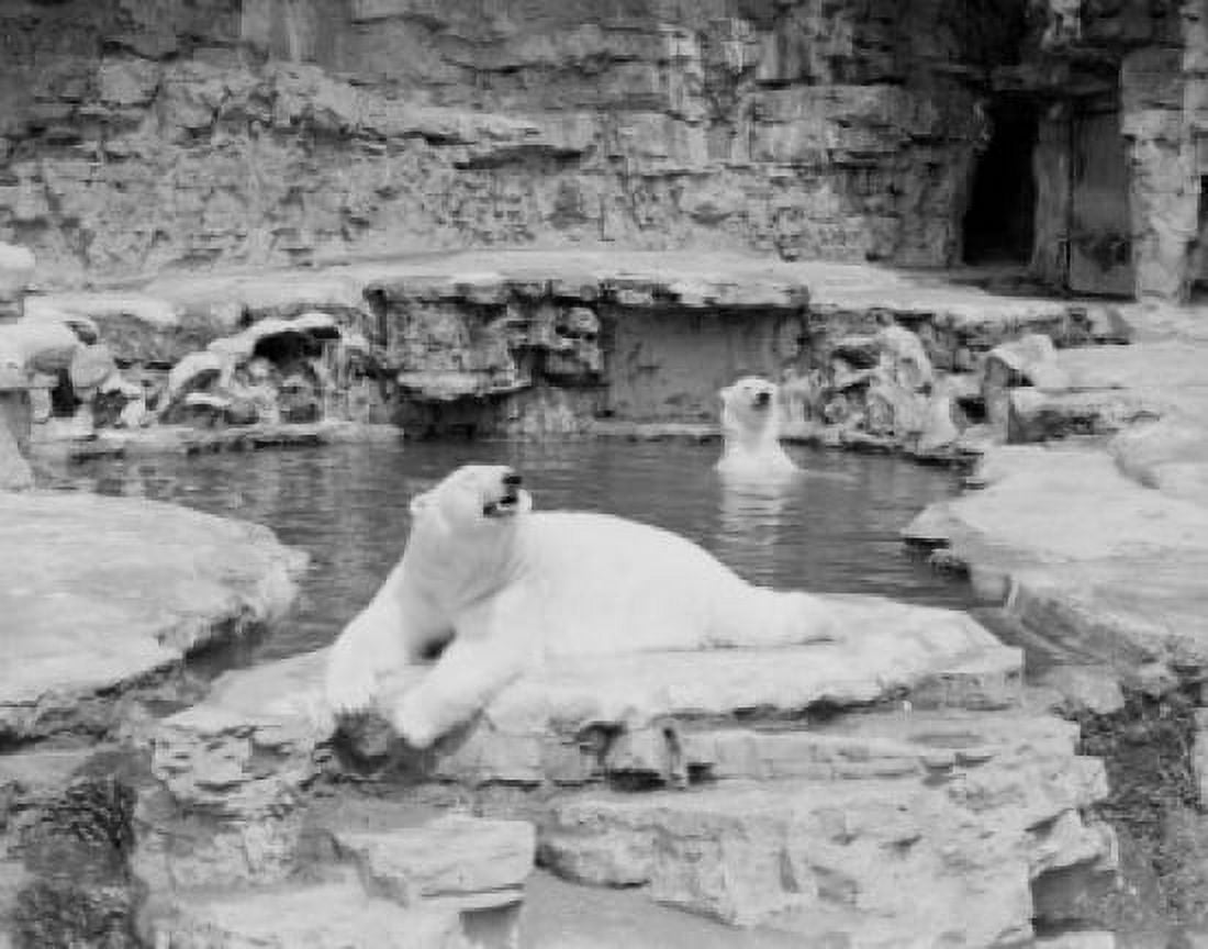 USA Missouri St Louis Zoo polar bears Canvas Art - (24 x 36)
