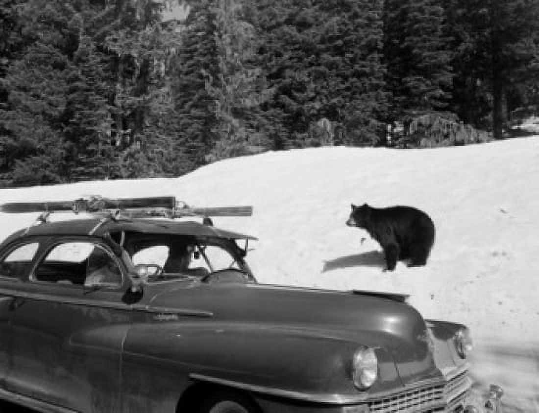 USA Mount Rainier National Park Paradise Valle bear behind car Canvas Art - (18 x 24)