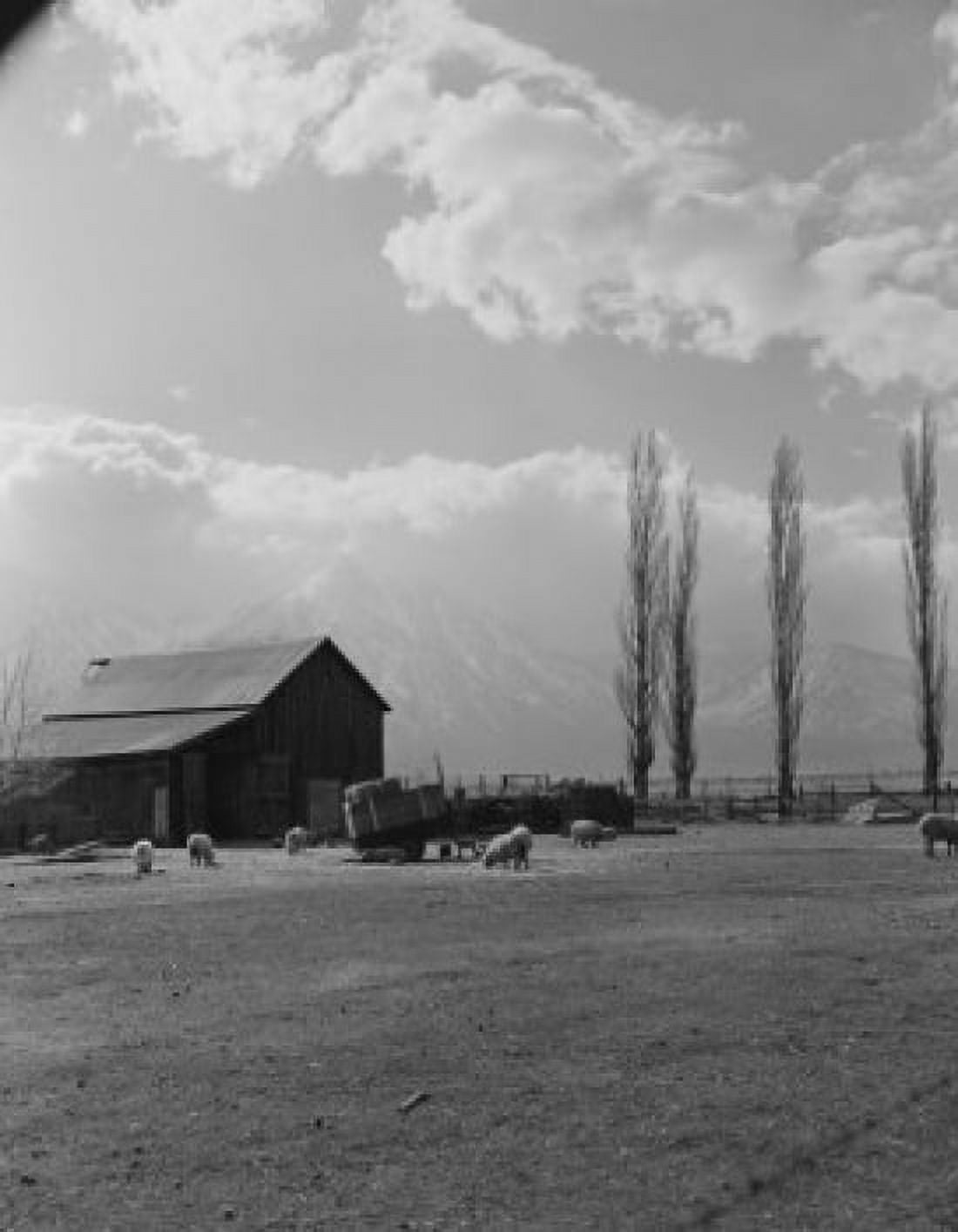USA Nevada Sheep ranch Canvas Art - (18 x 24)