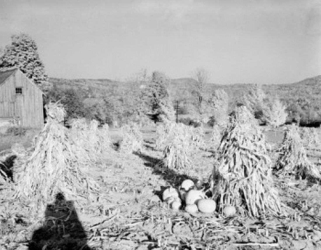 USA New Hampshire Alstead Corn stacks and pumpkins with barn Canvas Art - (24 x 36)