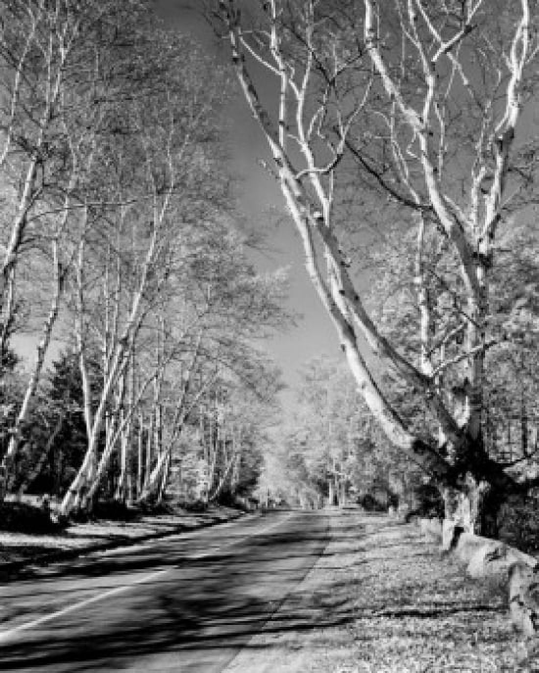 USA New Hampshire Bethlehem Birches on Highway 10 Canvas Art - (24 x 36)