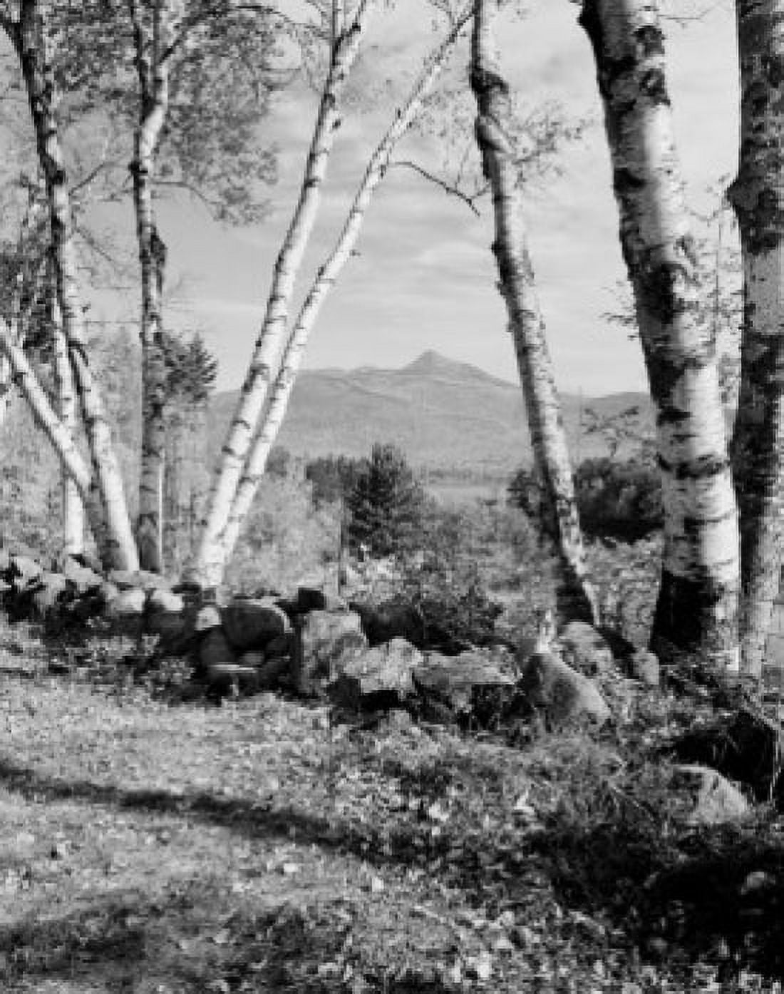 USA New Hampshire Chocorua Mt Chocorua through birches Canvas Art - (24 x 36)