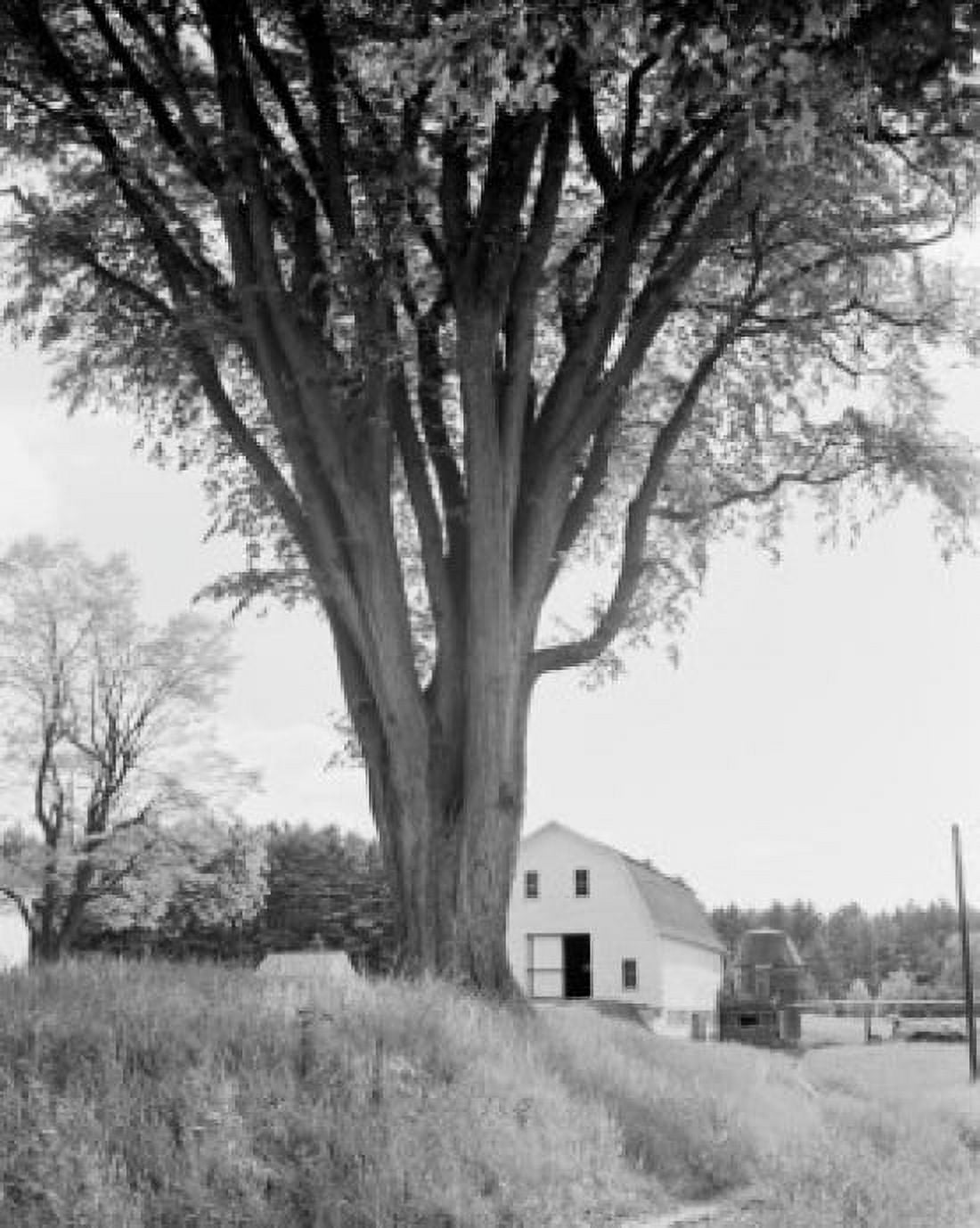 USA New Hampshire Conway Largest Elm tree in New England Canvas Art - (24 x 36)