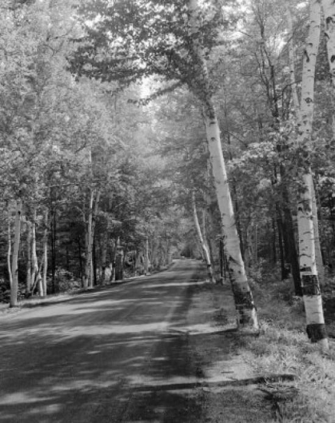 USA New Hampshire Highway through Shelburne Birches near Gorham Canvas Art - (24 x 36)