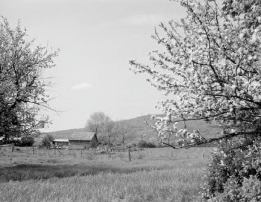 USA New Hampshire Lancaster Apple blossoms and distant barn Canvas Art -  (18 x 24)