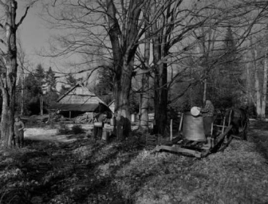 USA New Hampshire Lancaster Farmers gathering sap with horses Canvas Art - (18 x 24)