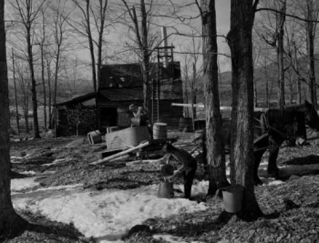 USA New Hampshire Lancaster Farmers gathering sap with horses Canvas Art - (18 x 24)