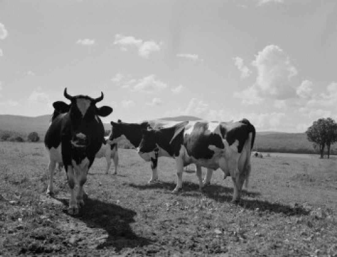 USA New Hampshire Lancaster Holstein cows on pasture Canvas Art - (18 x 24)