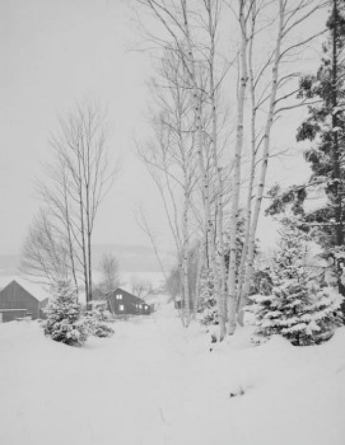 USA New Hampshire Lancaster Winter landscape with birch tree Canvas Art - (18 x 24)