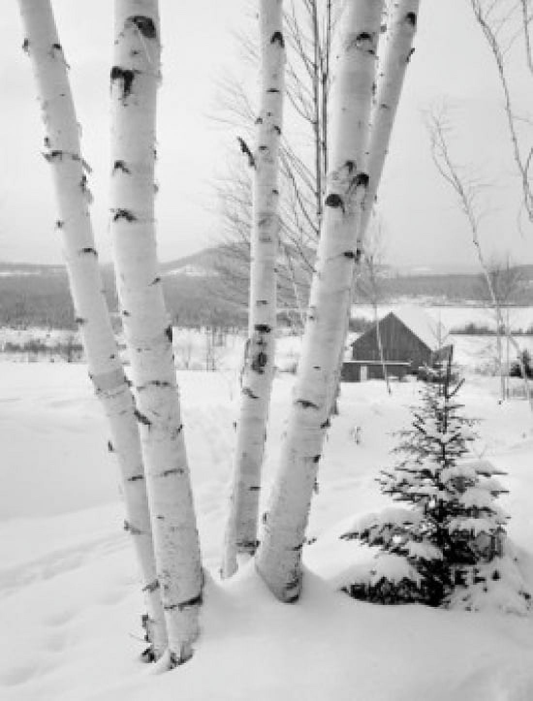 USA New Hampshire Lancaster Winter landscape with birch tree Canvas Art - (18 x 24)
