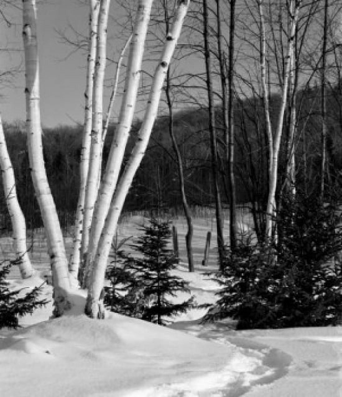 USA New Hampshire Lancaster Winter landscape with birch tree Canvas Art - (24 x 36)