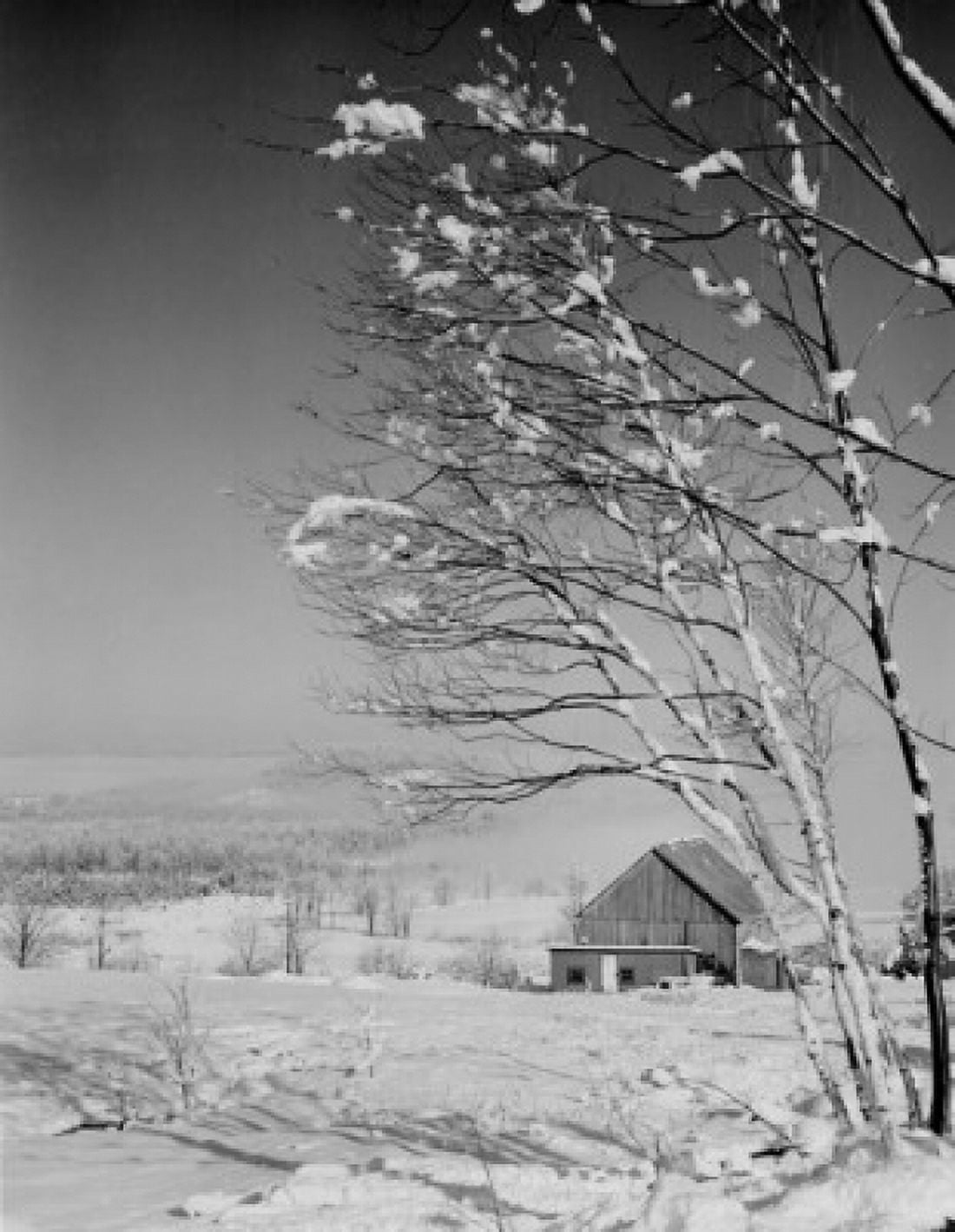 USA New Hampshire Lancaster birches with heavy snow and fog barn in background Canvas Art - (18 x 24)