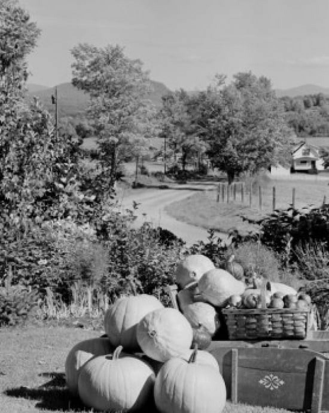 USA New Hampshire Lancaster harvested pumpkins and apples in rural scene Canvas Art - (18 x 24)