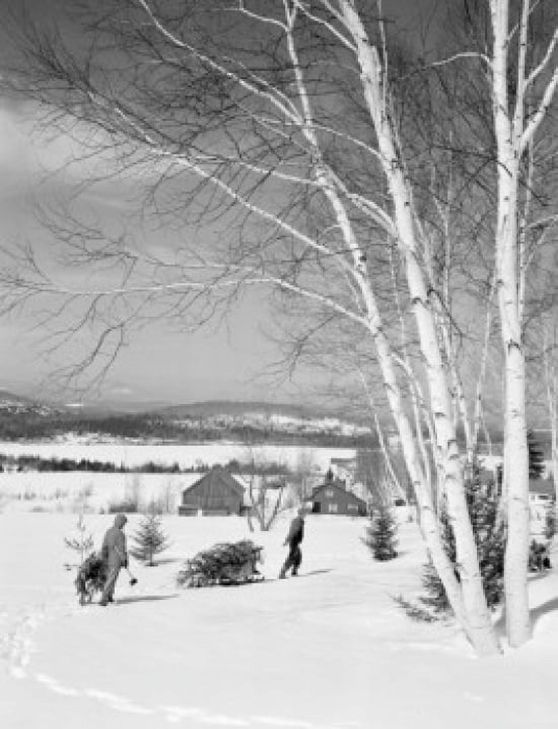 USA New Hampshire Lancaster people carrying christmas tree in winter landscape Canvas Art - (24 x 36)