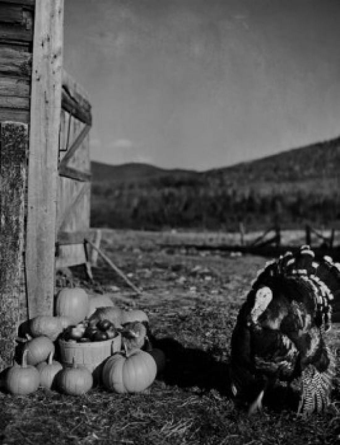 USA New Hampshire Lancaster turkey and pumpkins by old barn Canvas Art - (18 x 24)