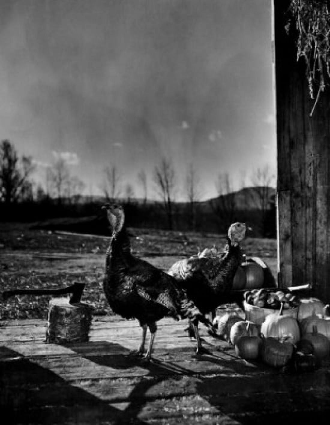 USA New Hampshire Lancaster two turkeys in barn doorway chopping block and axe Canvas Art - (24 x 36)