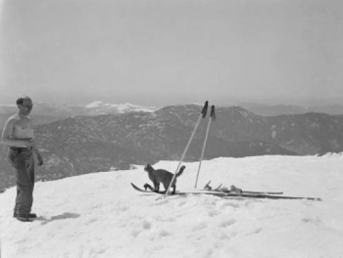 USA New Hampshire Mount Washington Cat on skis Canvas Art - (18 x 24)