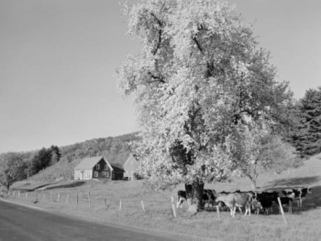 USA New Hampshire Piermont apple blossoms farm house and cows Canvas Art - (24 x 36)