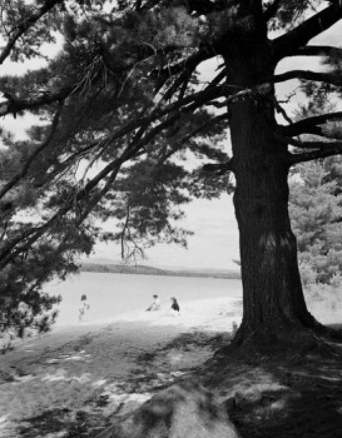 USA New Hampshire Pine tree people swimming in Lake Winnipesaukee in background Canvas Art - (18 x 24)