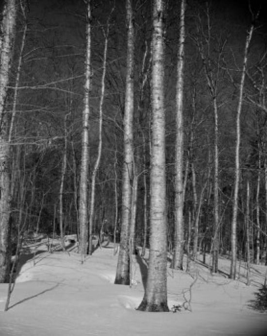 USA New Hampshire Shelbourne winter forest Canvas Art - (18 x 24)