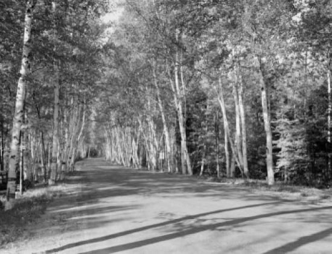USA New Hampshire Shelburne Birches on Highway 2 Canvas Art - (24 x 36)