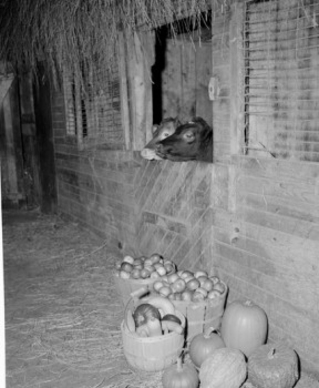 USA New Hampshire Shelburne Vegetables and calves in barn Canvas Art - (18 x 24)