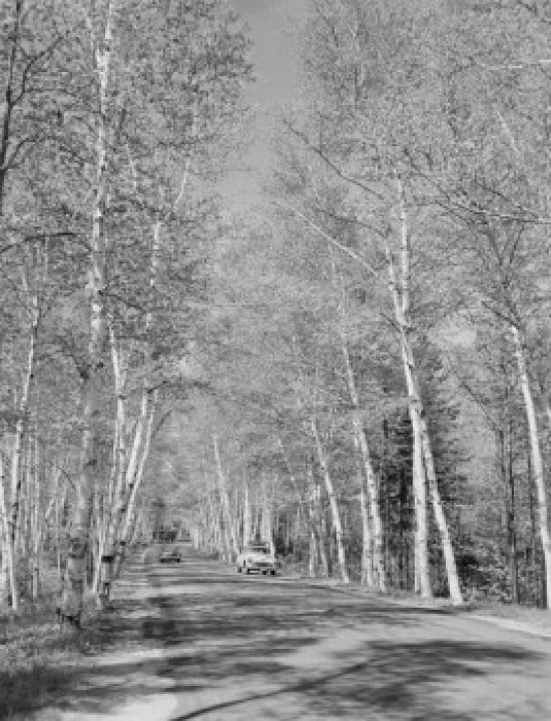 USA New Hampshire Shelburne birches along Presidential Highway 2 Canvas Art - (18 x 24)