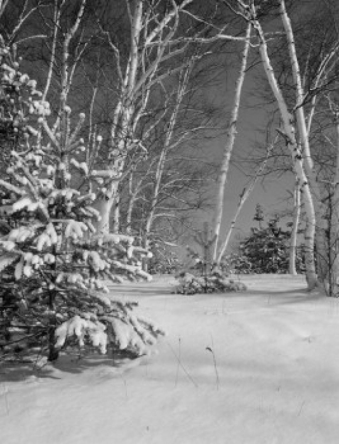 USA New Hampshire Shelburne birches and pines with fresh snow Canvas Art - (18 x 24)