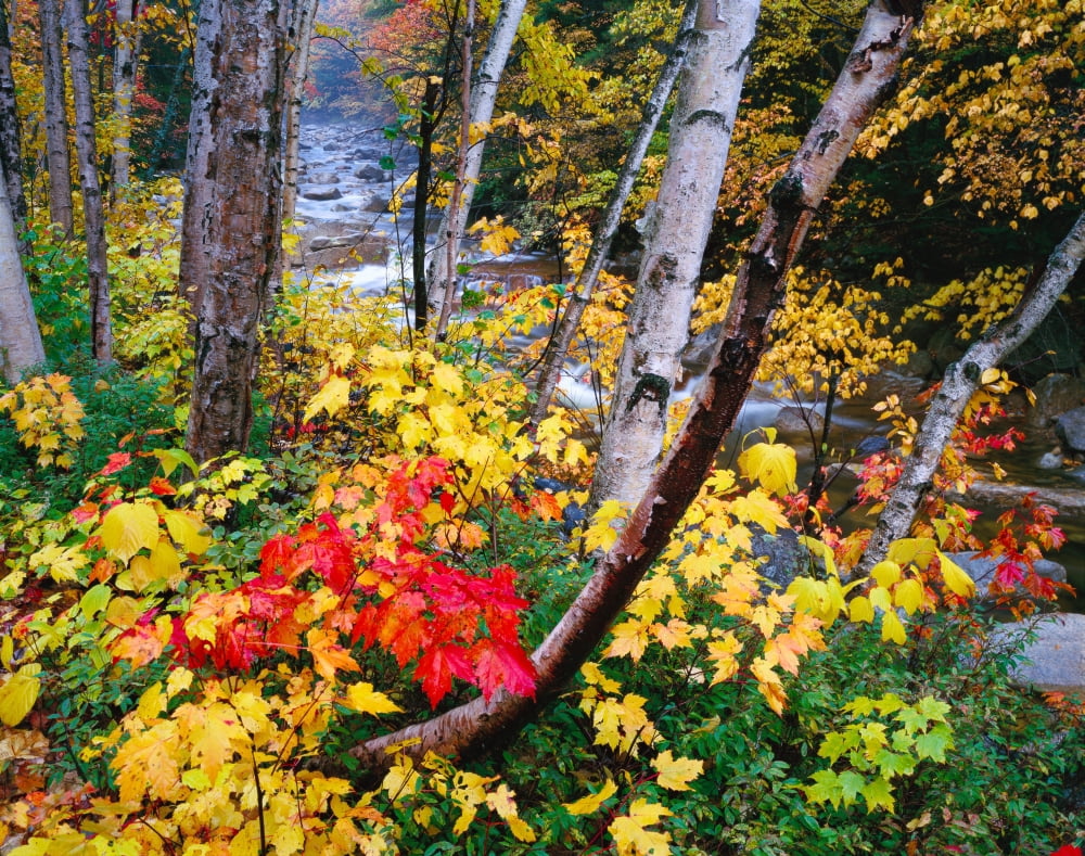USA New Hampshire White Mountains National Forest Canvas Art - Panoramic Images (36 x 29)
