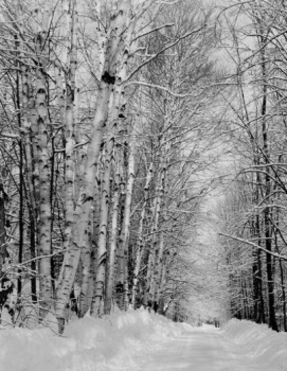 USA New Hampshire Whitefield birches and road in forest Canvas Art - (18 x 24)