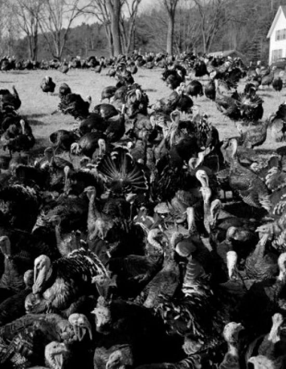 USA New Hampshire near Grafton flock of turkeys on farm Canvas Art - (18 x 24)
