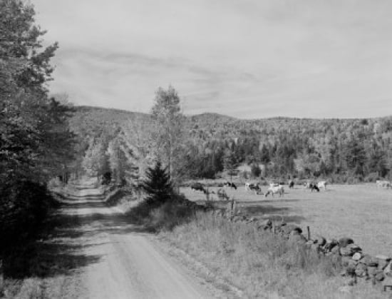 USA New Hampshire near Landaff cows on pasture Canvas Art - (18 x 24)