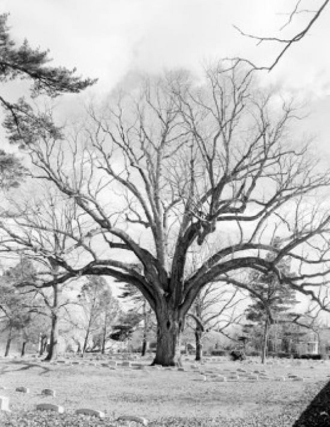 USA New Jersey Salem Old Oak Tree Canvas Art - (24 x 36)