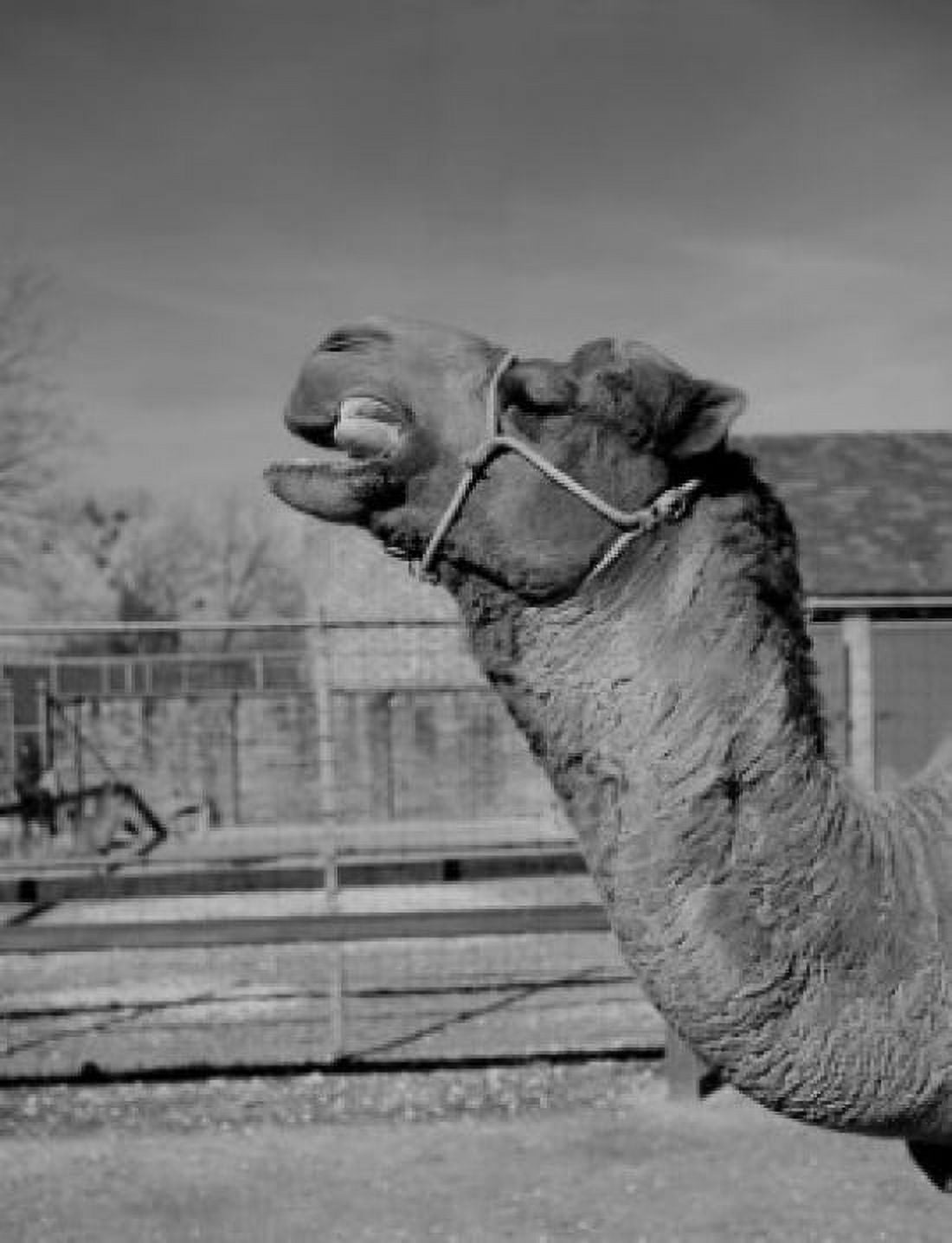 USA New Orleans Camel in zoo Canvas Art - (18 x 24)