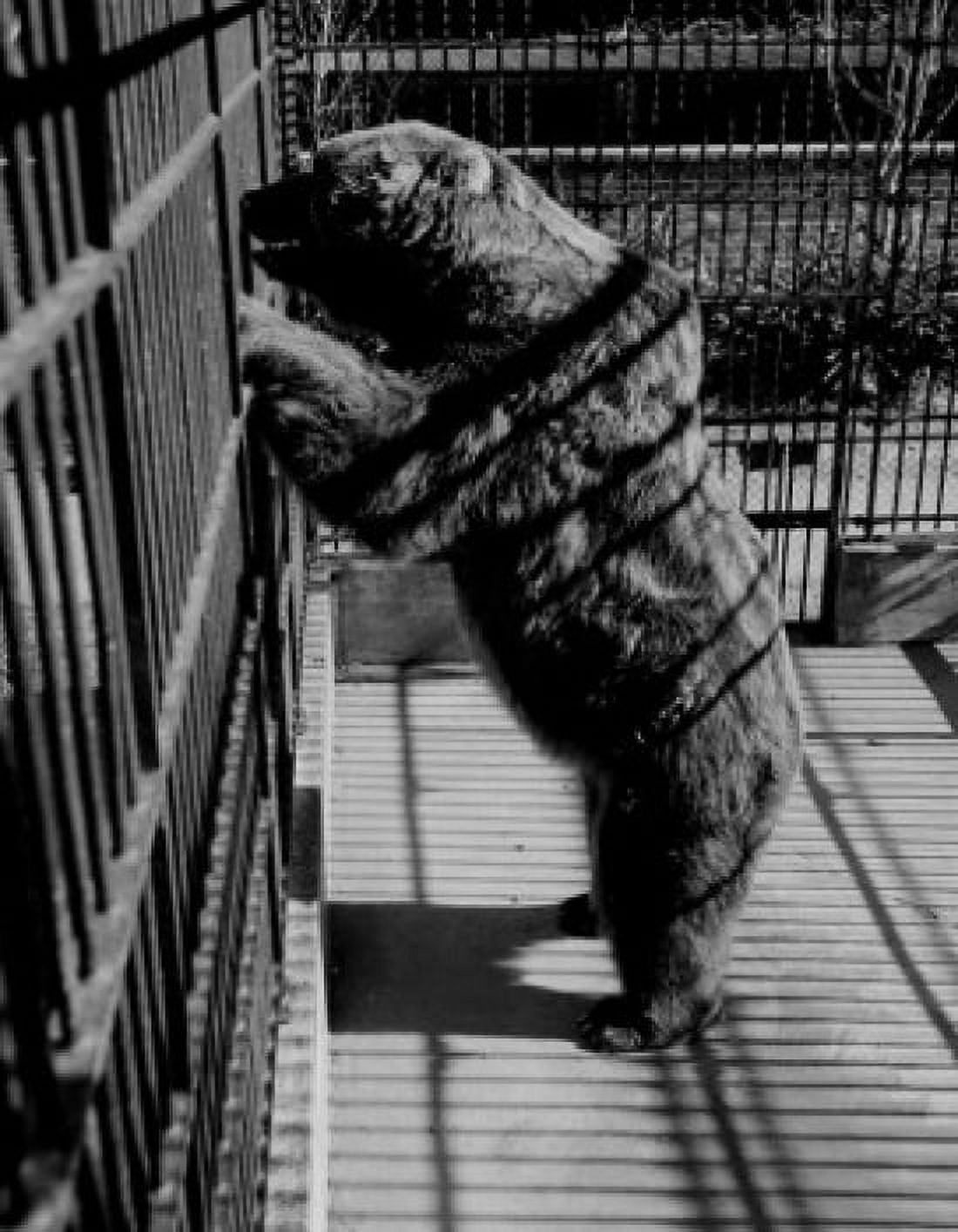 USA New Orleans Kodiak Brown Bear in zoo Canvas Art - (24 x 36)