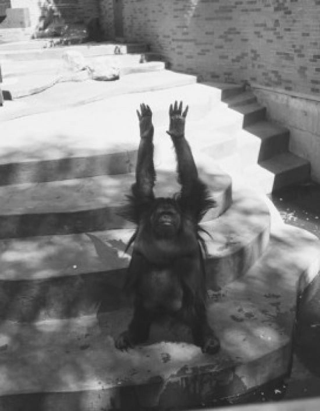 USA New York City Bronx Zoo Orangutan in zoo Canvas Art - (18 x 24)